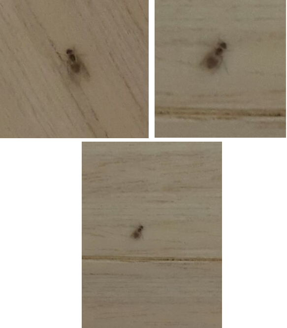 벌레.png