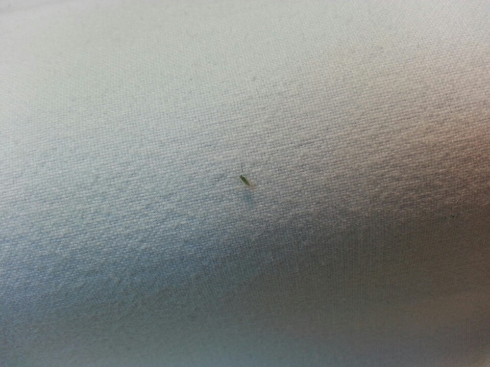 벌레사진 (1).jpg