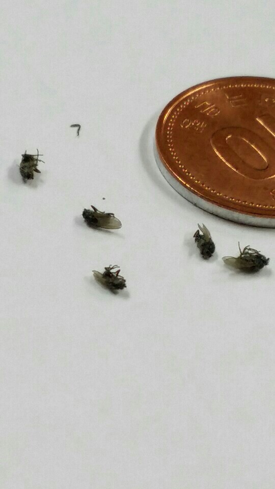 정화조에서 발견된 벌레.jpg