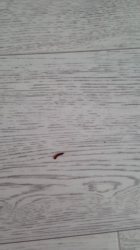 벌레.png