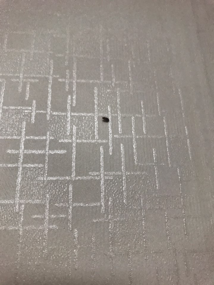 세스코 벌레ㅜㅜ.jpg
