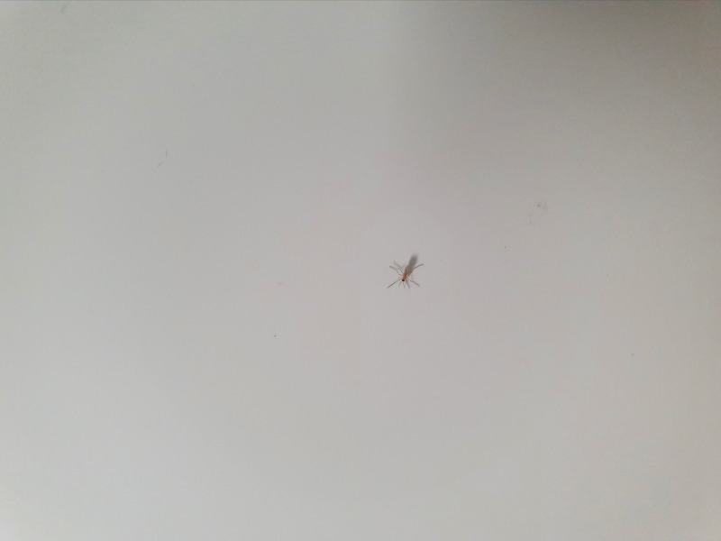 1617880160120-2.jpg