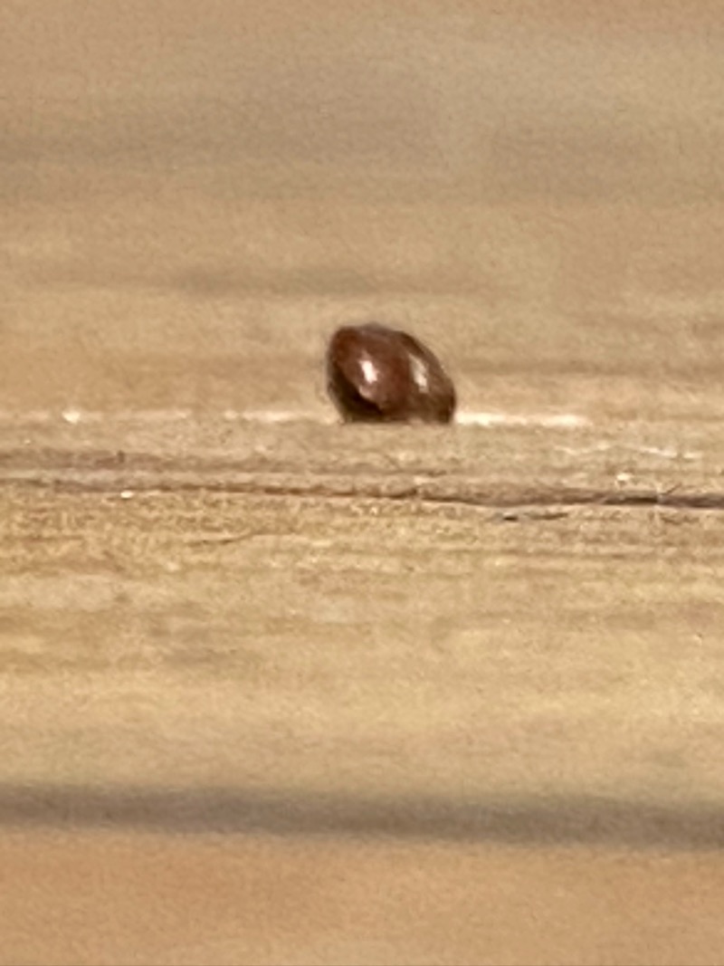 B8E58599-D549-4C6E-B138-095D6106C83A.jpeg