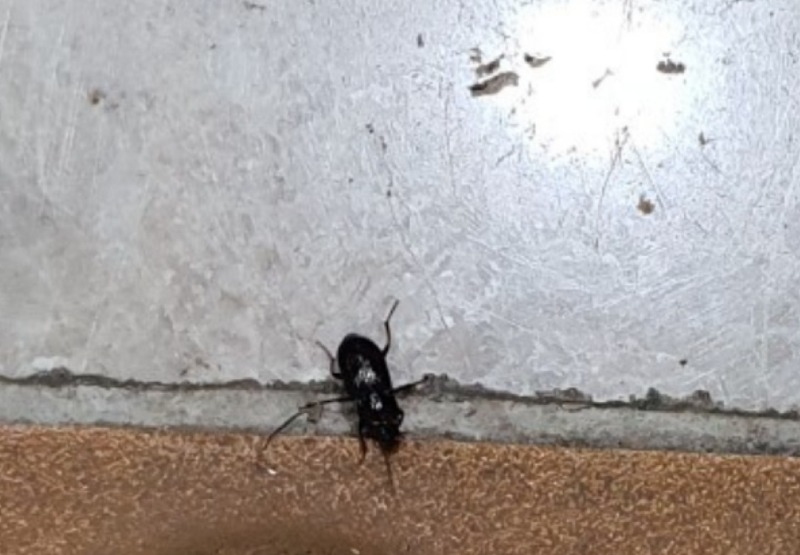 Screenshot_20210705-233424_Naver Cafe.jpg