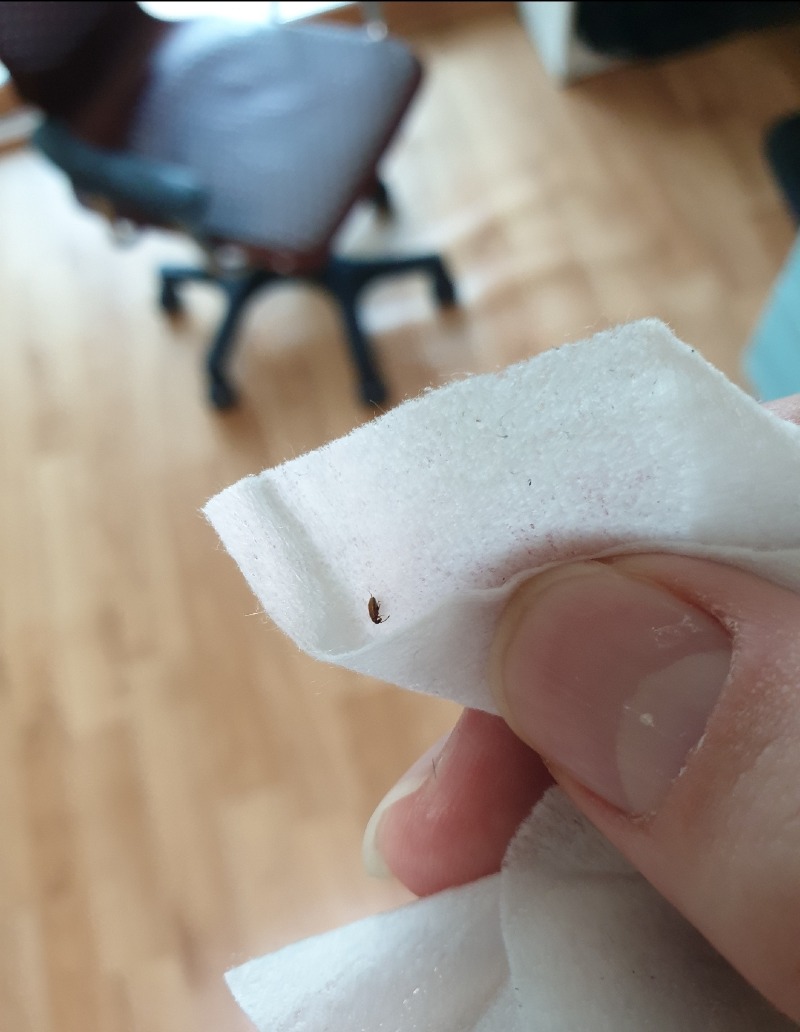 의문의 곤충 (2).jpg