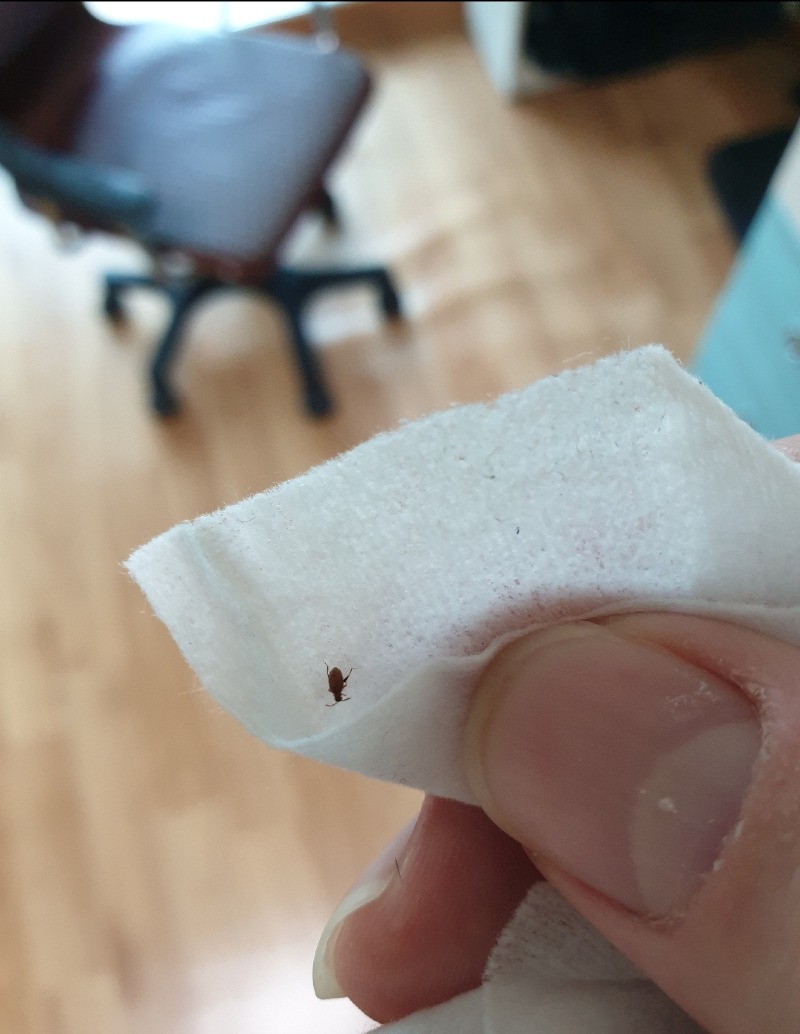 의문의 곤충 (3).jpg